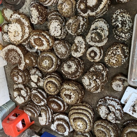高州市收购新鲜蜂蛹大量收购，可长期合作，每天都收货，有多少都收