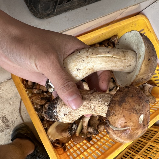 丘北县云南野生牛肝菌，鲜货干货都可定
