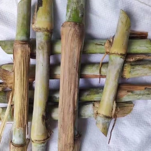 罗甸县新品牧草王皇竹草种苗耐旱耐寒巨菌草红象草牧草