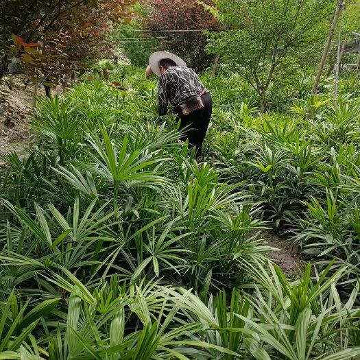 都江堰市细叶棕竹60-100