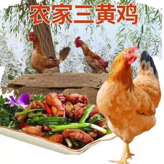 阳谷县土鸡三黄鸡新鲜整只草鸡冷冻现杀新鲜鸡肉批发