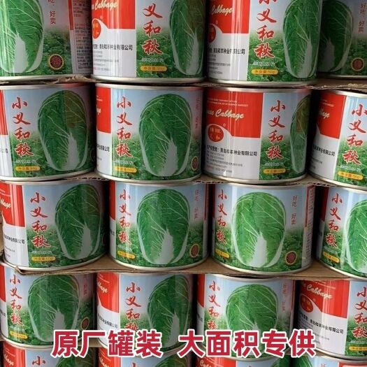 沭阳县小义和秋杂交山东胶州大白菜种子籽孑包心紧实85天耐寒味甜夏秋
