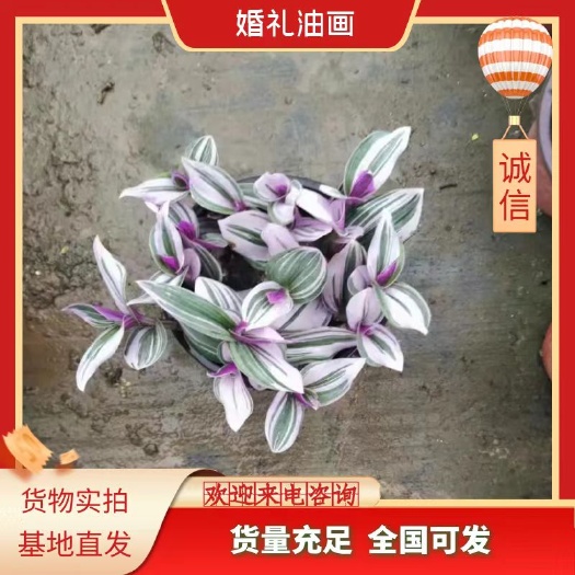 青州市婚礼油画