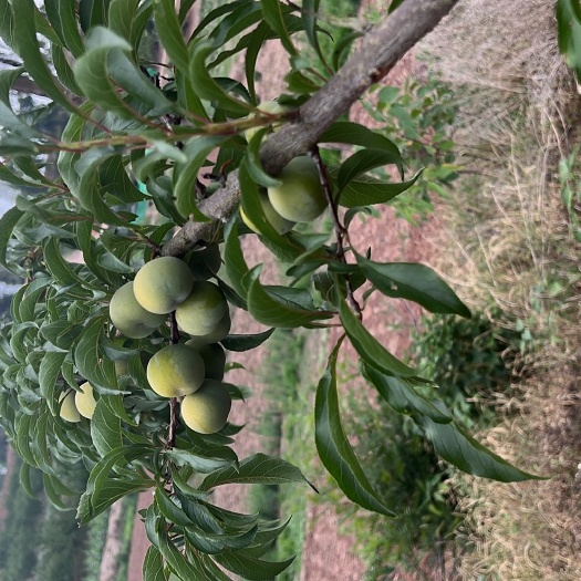 简阳市蜂糖李