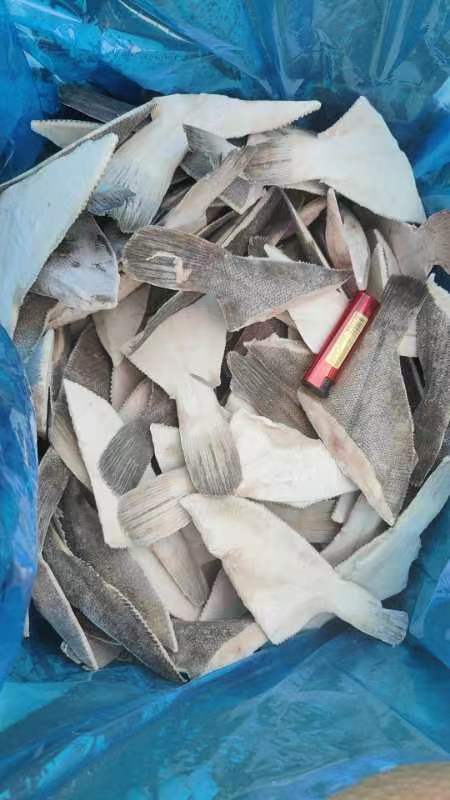 大连黄尾鲽鱼 鲽鱼尾