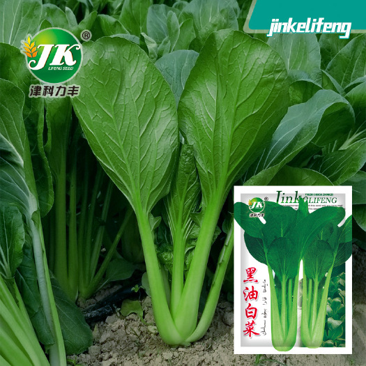 河间市新疆黑油白菜种子耐寒耐热黑叶高梗小青菜种籽四季速生蔬菜种子