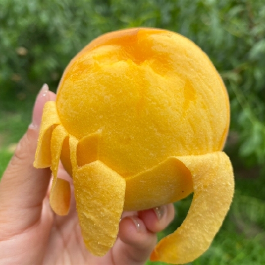现摘现发【蒙阴锦香黄桃黄毛桃】 现摘现发非油桃非水蜜桃