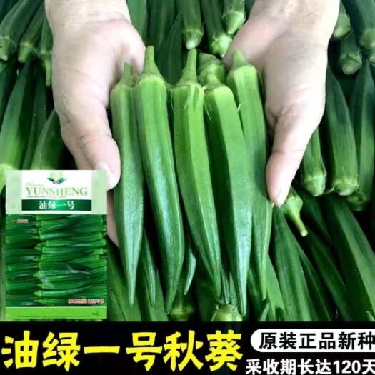 沭阳县油绿一号水果秋葵种子抗病特色蔬菜籽亮靓绿668采收期长四