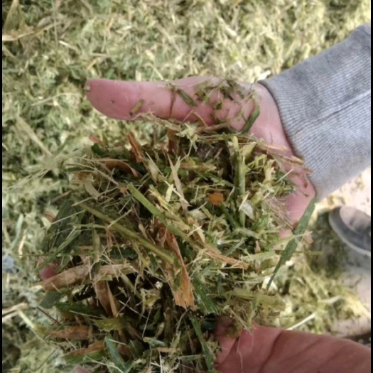 永福县祝融牧草营养成分丰富，叶面毛刺极少，利于畜禽消化，适口性好。