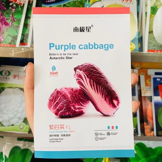 沭阳县营养紫白菜种子里外紫色大白菜四季播种庭院田地农科院有机蔬菜籽
