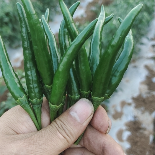 中江县小米辣