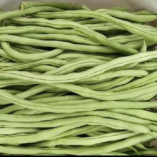 徽县架豆王