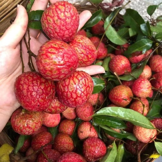 东莞市糯米糍荔枝-广东东莞银屏山荔枝