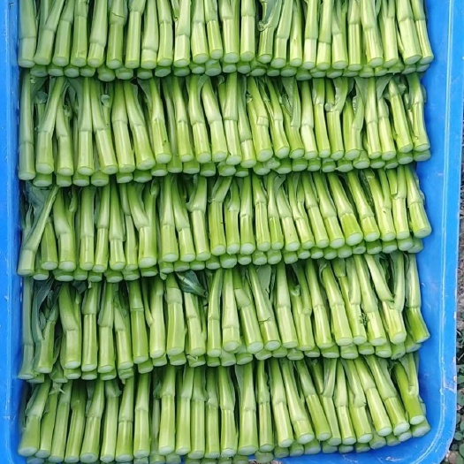 博罗县菜心