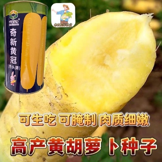 长沙罐装胡萝卜种子黄萝卜种子黄胡萝卜种子大田用种基地专用种籽