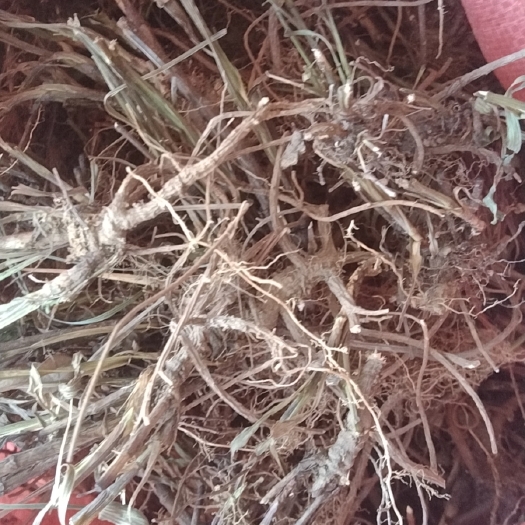 柴胡  自然生长 非人工种植包邮
