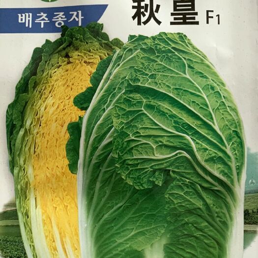 沭阳县秋皇F1大白菜种子秋播胶州黄心大白菜杂交秋冬四季蔬菜种子山东