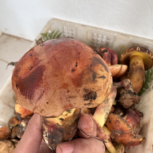 云南野生红牛肝（红葱菌）鲜货需提前一天预定