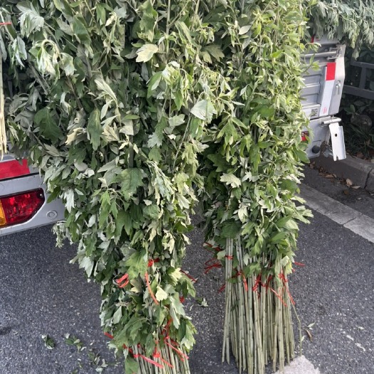 合肥端午安康，纯人工编制，新鲜现编