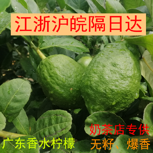 广州广东香水柠檬，一级靓果，果香浓郁持久，皮厚耐运输，独立包膜