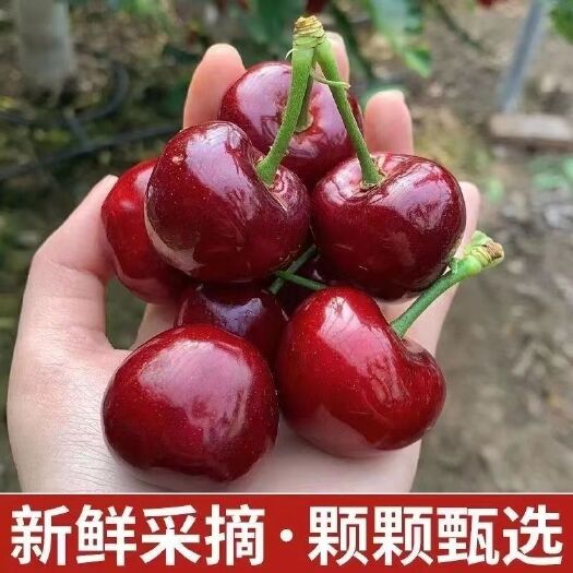 神农架车厘子
