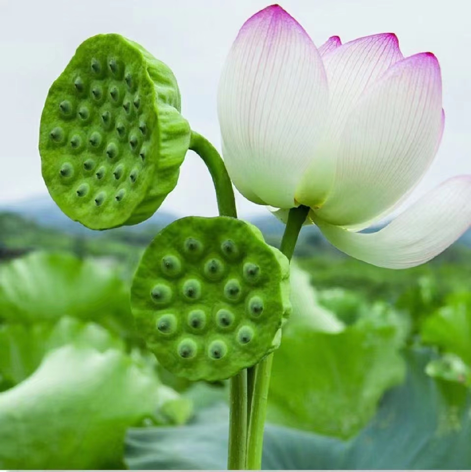 1.描述干果具体特点，口感好，果肉饱满，无漂白，纯绿色食品