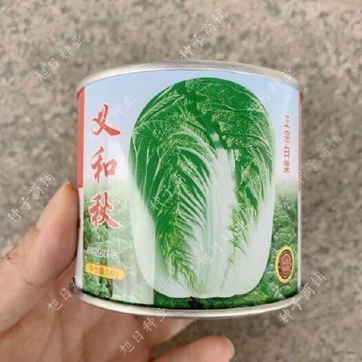 沭阳县义和秋杂交山东胶州大白菜种子籽孑包心紧实80天耐寒味甜夏秋