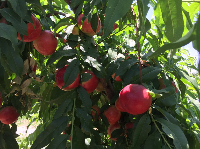 珍珠早油桃果肉硬脆，品质优良，口感纯正，风味独特，有冰糖冬枣