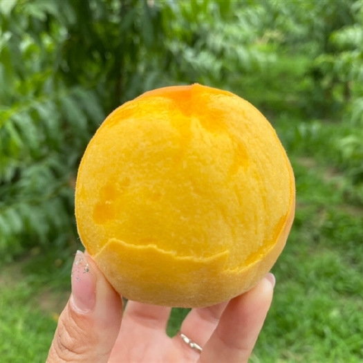 蒙阴县2025头茬山东蒙阴【蒙阴蜜罐黄桃黄毛桃】 现摘现发