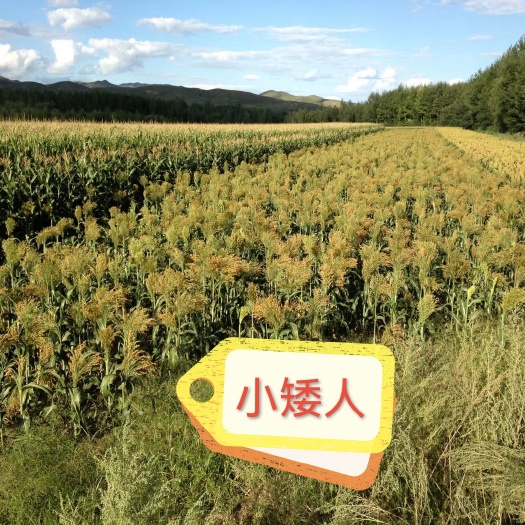 齐齐哈尔高粱种子红帚1号小矮人早熟笤帚品种