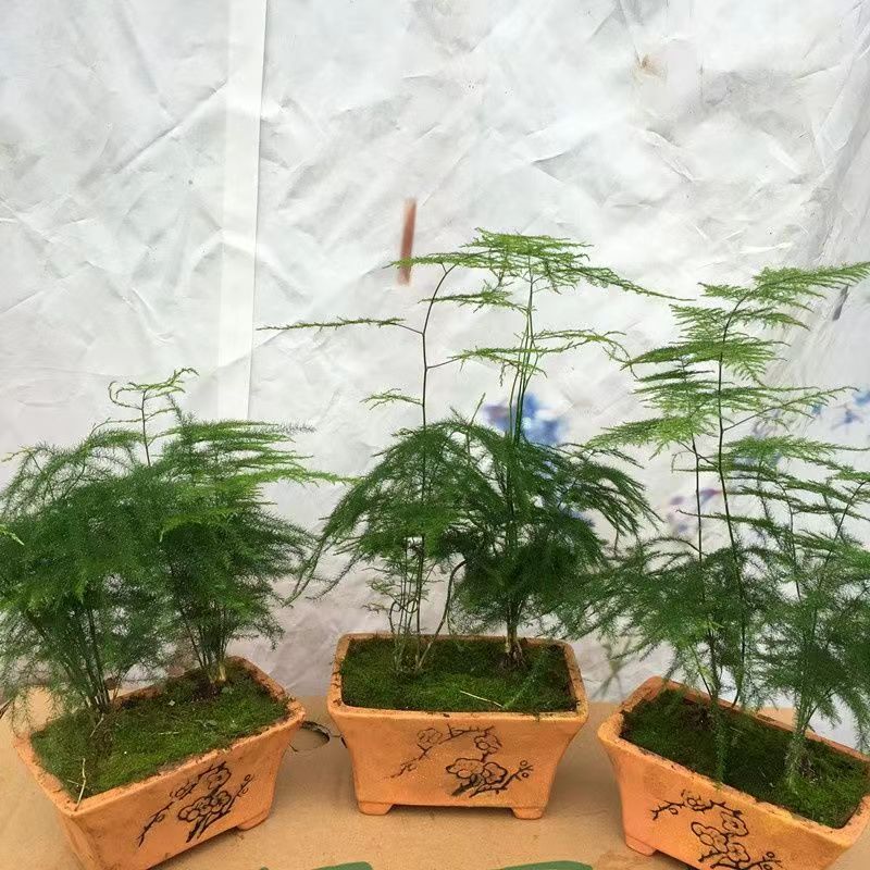 文竹盆栽室内植物花卉盆景客厅办公室桌面绿植好养云竹矮四季常青