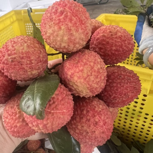 东莞市正宗东莞厚街老树桂味荔枝