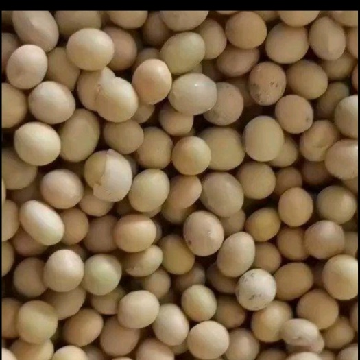 绥芬河市俄罗斯大豆蛋白40-41
