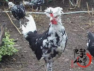广州贵妃鸡苗