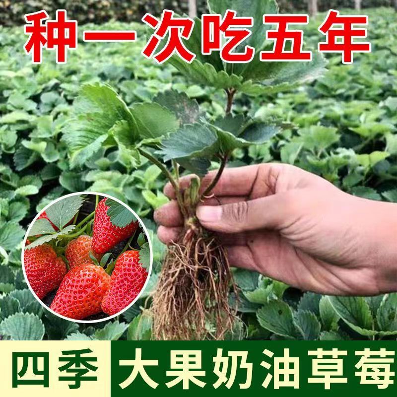 山东四季奶油草莓苗阳台地栽盆栽红颜牛奶秧苗大棚露天种植包邮价