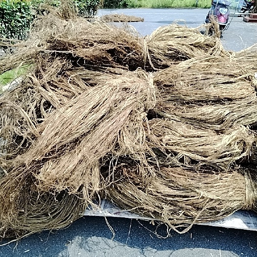 干苎麻