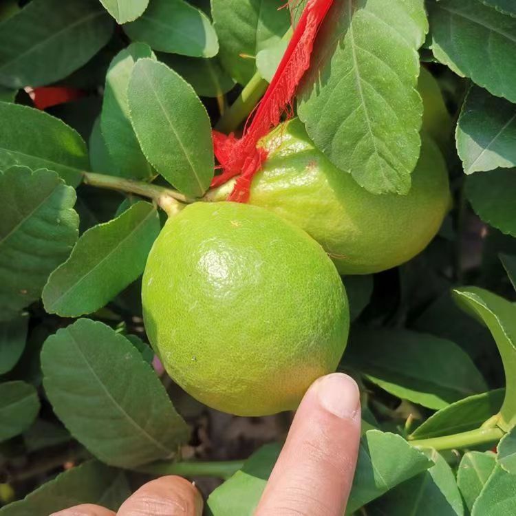 广东香水柠檬树苗四季结果苗地栽核南方种植青柠檬树苗盆栽精品苗