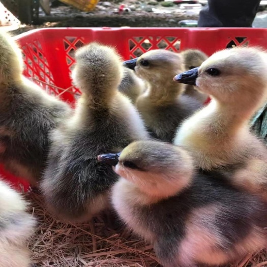 贵阳白鹅苗 三花鹅苗 马岗鹅苗 狮头鹅苗 灰鹅苗 脱温鹅苗