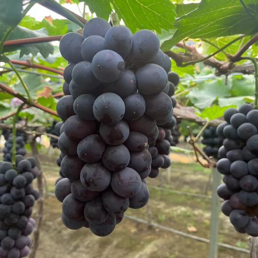 新沂市飓风葡萄大量上市