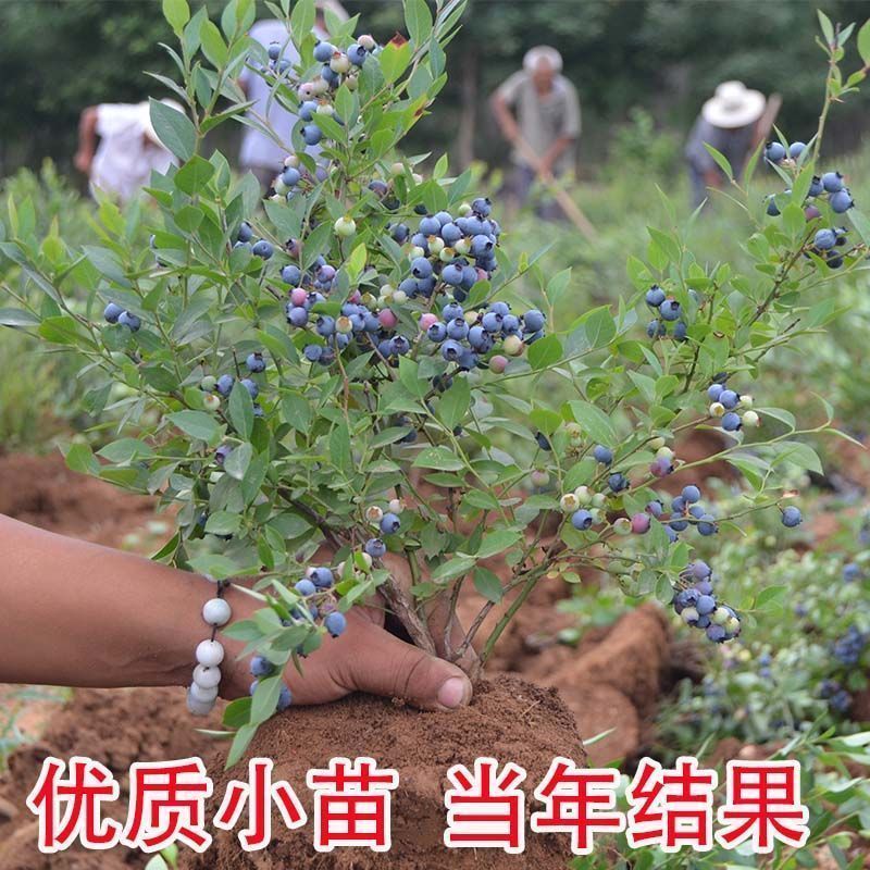 大果蓝莓苗阳台庭院南方北方种植蓝莓树苗当年结果特大蓝莓果树苗