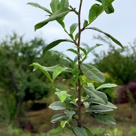 恩施市茶苗批发，杯苗壮实，根系发达，品种齐全