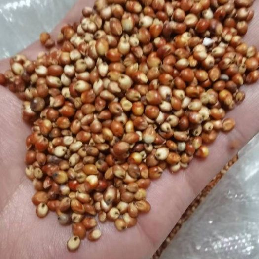 贵阳澳洲小红梁，超低现货3090元/吨，泸州自提，**原梁