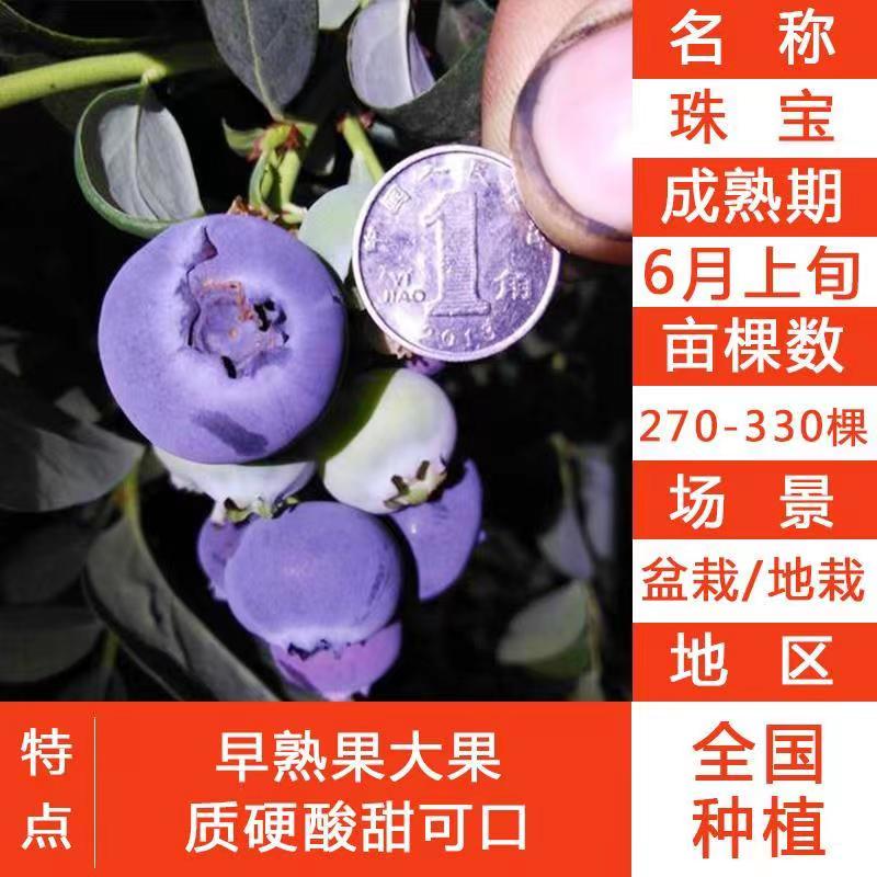 大果蓝莓苗阳台庭院南方北方种植蓝莓树苗当年结果特大蓝莓果树苗