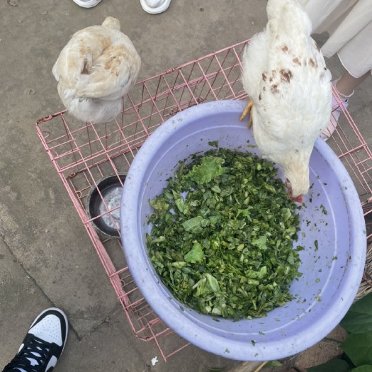 沈阳自家饲养的大公鸡纯绿色吃菜菜长大的，有喜欢的可以来自提