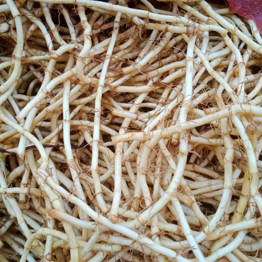 砚山县鱼腥草折耳根云南文山产地鱼腥草每年八月份上市到次年五月份