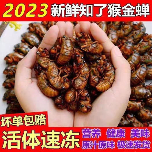 滨州知了猴新鲜金蝉山东特产爬叉猴蝉蛹唐僧肉活体100只冷冻包邮知
