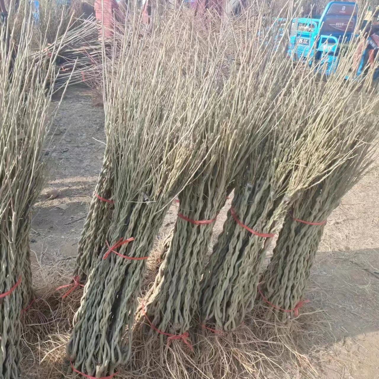 重瓣木槿花苗盆栽可食用红花木槿树苗庭院耐寒耐阴植物工程绿化苗