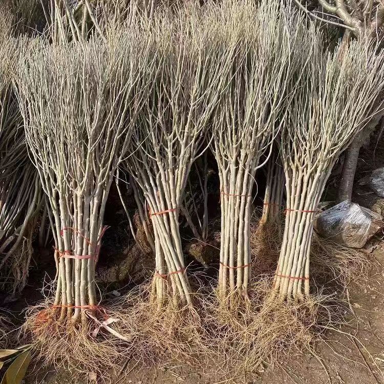 重瓣木槿花苗盆栽可食用红花木槿树苗庭院耐寒耐阴植物工程绿化苗