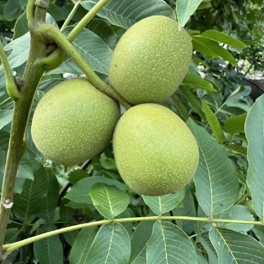 盐源县青皮核桃