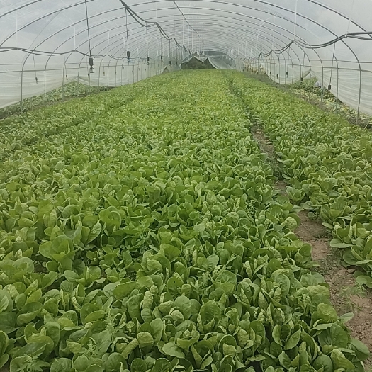 成都快菜